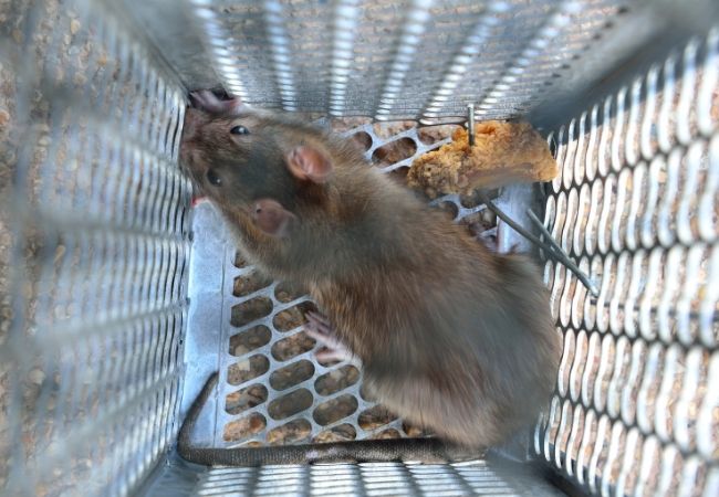 ahwatukee rat removal